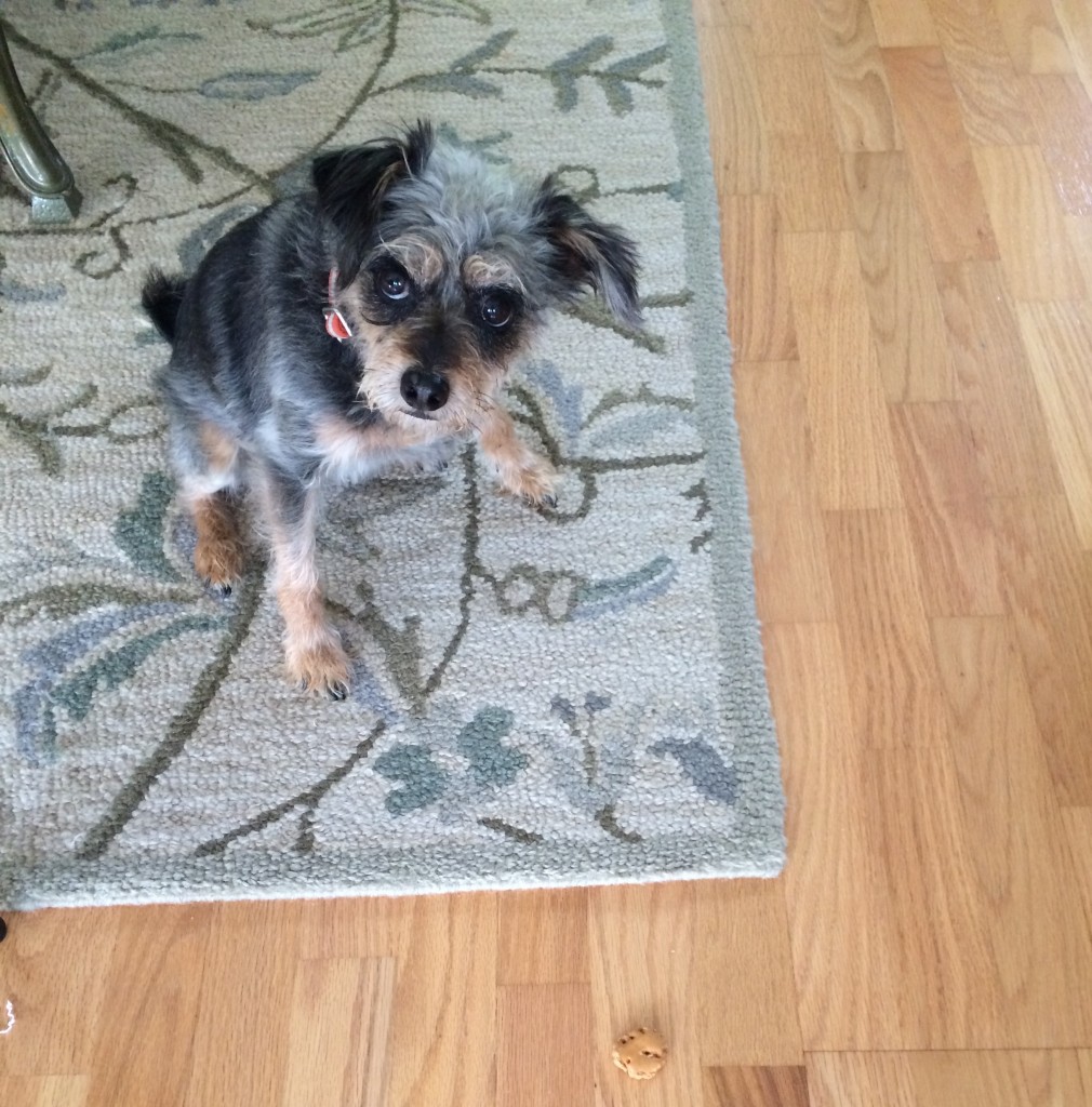 I'll play your little game and wait for you to tell me it's ok to get the treat, but don't you forget who the boss is. These adorable puppy eyes own you.