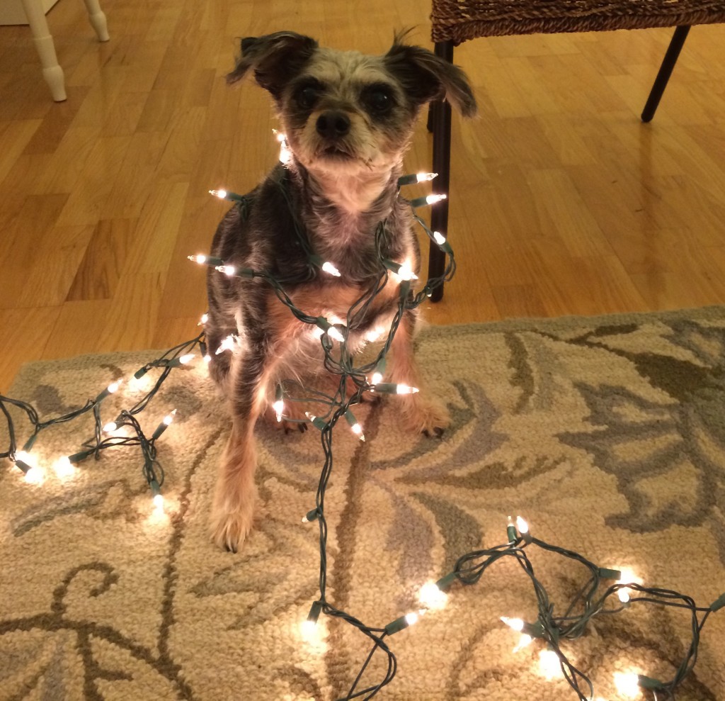 Getting in the spirit of the twinkle lights season